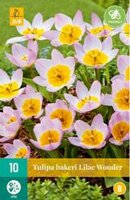 Tulipa bakeri lilac wonder 10st - afbeelding 2