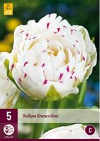 Tulipa danceline 5st - afbeelding 2