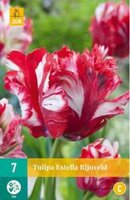 Tulipa estella rijnveld 7st - afbeelding 2