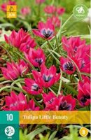 Tulipa little beauty 10st - afbeelding 2