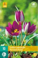 Tulipa pulchella persian pearl 10st - afbeelding 2