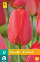 Tulipa red impression 10 stuks