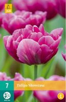 Tulipa showcase 7st - afbeelding 2