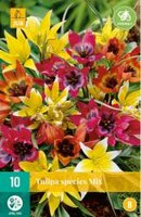 Tulipa species mix 10st - afbeelding 2