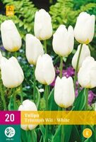 Tulpen triumph wit 20st - afbeelding 2