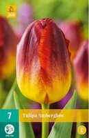 Tulipa amberglow 7st