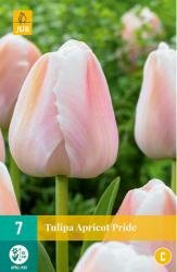 Tulipa apricot pride 7st