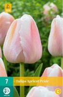 Tulipa apricot pride 7st