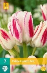 Tulipa candy club 7st