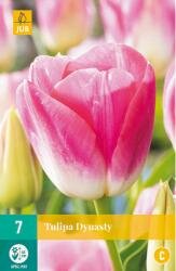 Tulipa dynasty 7st