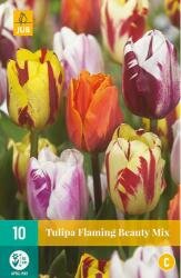 Tulipa flaming beauty mix 10st