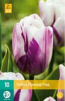 Tulipa flaming flag 10st