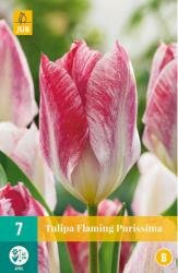 Tulipa flaming purissima 7st