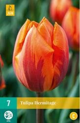 Tulipa hermitage 7st