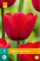 Tulipa ile de france 7st