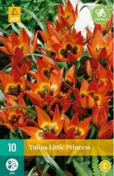 Tulipa little princess 10st