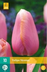 Tulipa menton 10st