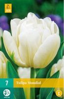 Tulipa mondial 7st