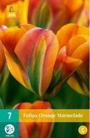 Tulipa orange marmelade 7st