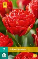 Tulipa pamplona 7st - afbeelding 2