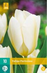 Tulipa purissima 10st