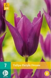 Tulipa purple dream 7st