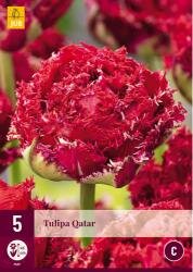 Tulipa qatar 5st