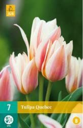 Tulipa quebec 7st