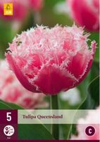 Tulipa queensland 5st