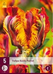 Tulipa rasta parrot 5st