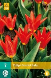 Tulipa scarlet baby 7st