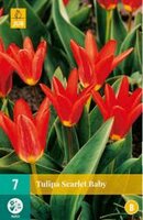 Tulipa scarlet baby 7st