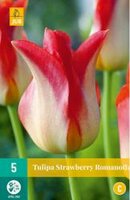 Tulipa strawberry romanoff 5st