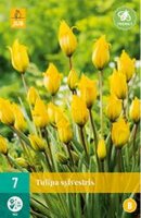 Tulipa sylvestris 7st