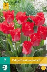 Tulipa trauttmansdorff 7st