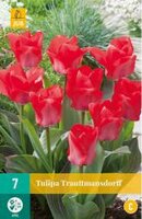 Tulipa trauttmansdorff 7st