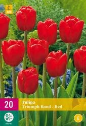 Tulpen triumph rood 20st