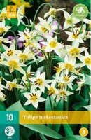 Tulipa turkestanica 10st