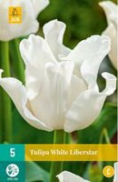 Tulipa white liberstar 5st