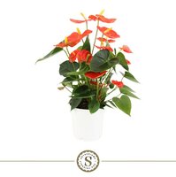 Anthurium andr. 'Orange Champion, pot 12 cm, h 40 cm - afbeelding 2