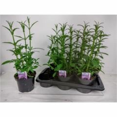 Verbena bonariensis, pot 17 cm, h 45 cm