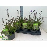 Verbena rigida, pot 17 cm, h 45 cm