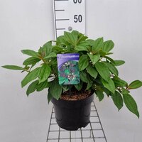 Viburnum davidii, pot 19 cm, h 40 cm - afbeelding 1