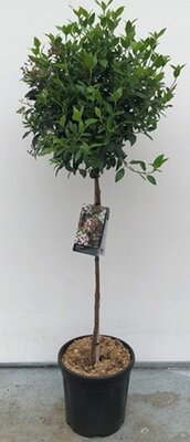 Viburnum op stam, pot 21 cm, h 130 cm - afbeelding 1