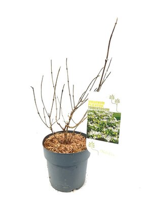 Viburnum plicatum tomentosum, pot 23 cm, h 55 cm