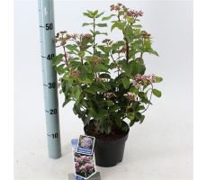 Viburnum Tinus Lisarose Loren, pot 17 cm, h 30 cm - afbeelding 2