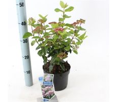 Viburnum Tinus Lisarose Loren, pot 17 cm, h 30 cm - afbeelding 3