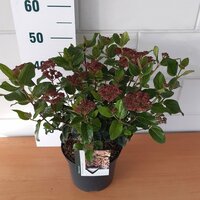 Viburnum Tinus Lisarose Loren, pot 17 cm, h 30 cm - afbeelding 1