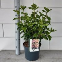 Viburnum Tinus Lisarose Loren, pot 17 cm, h 30 cm - afbeelding 4