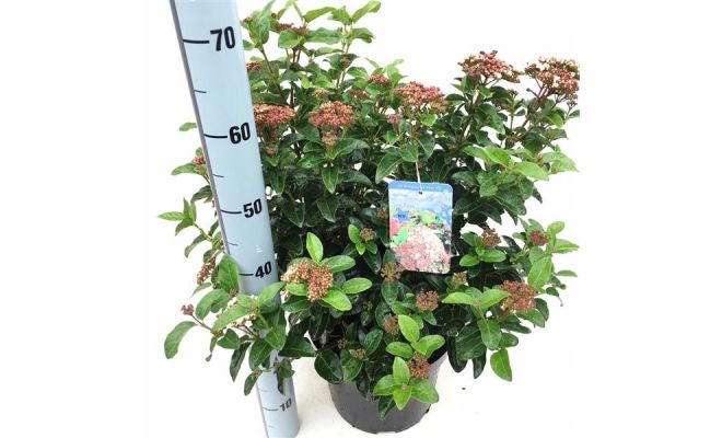 Viburnum Tinus, pot 17, h 30 cm - afbeelding 1